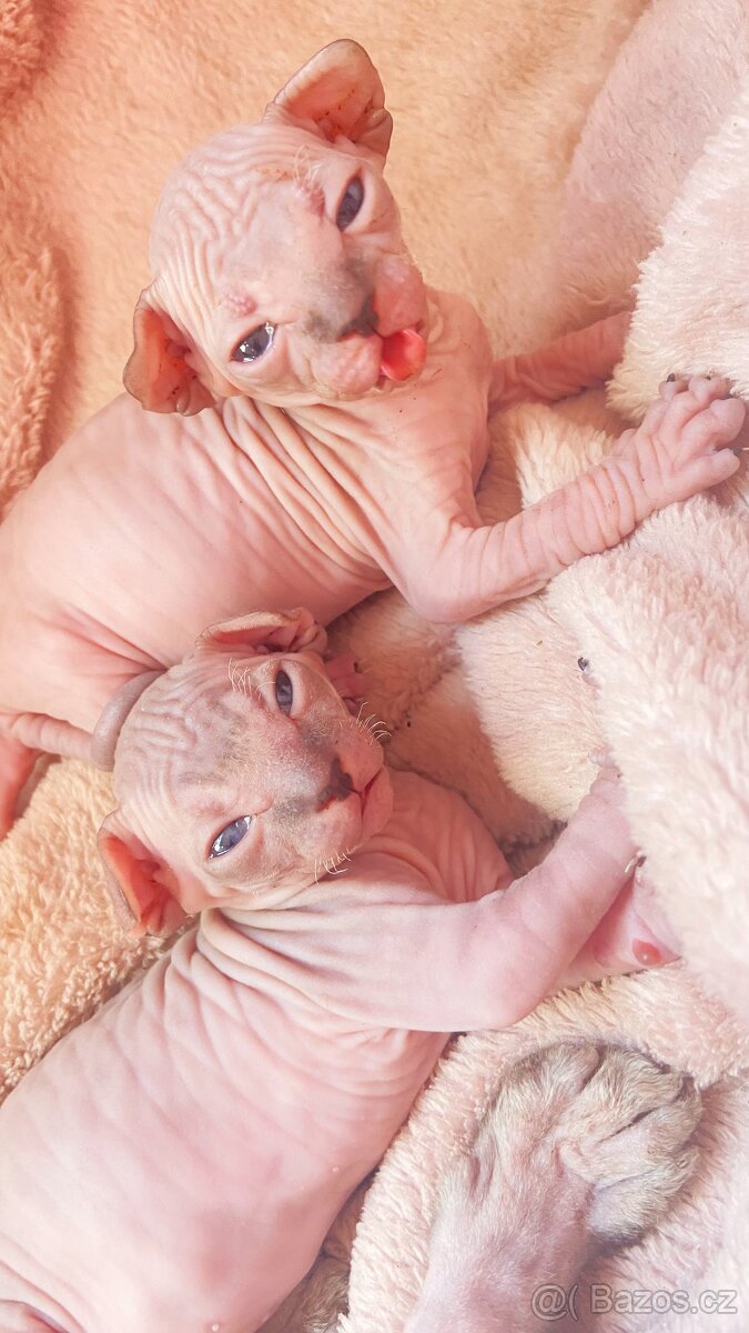 Koťátka Sphynx