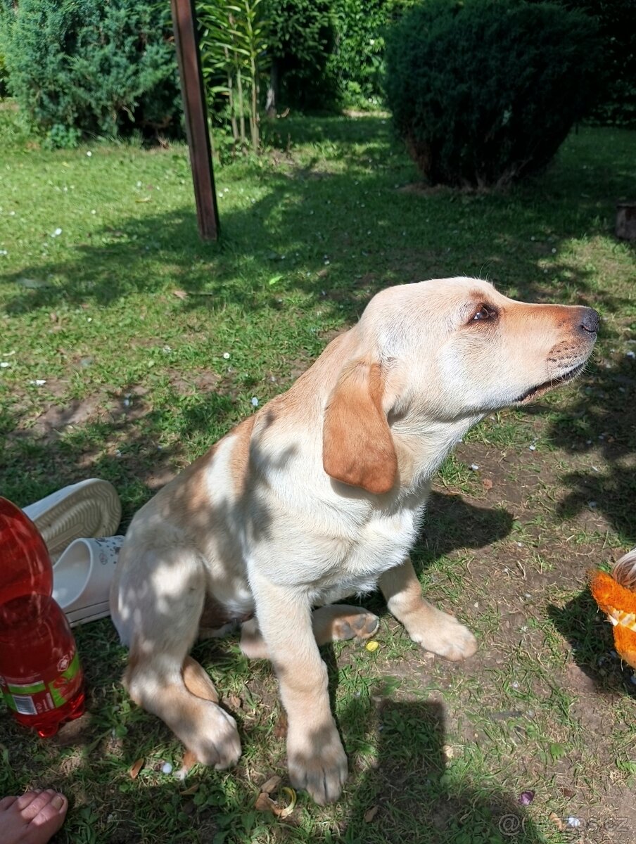 Billy  Labrador