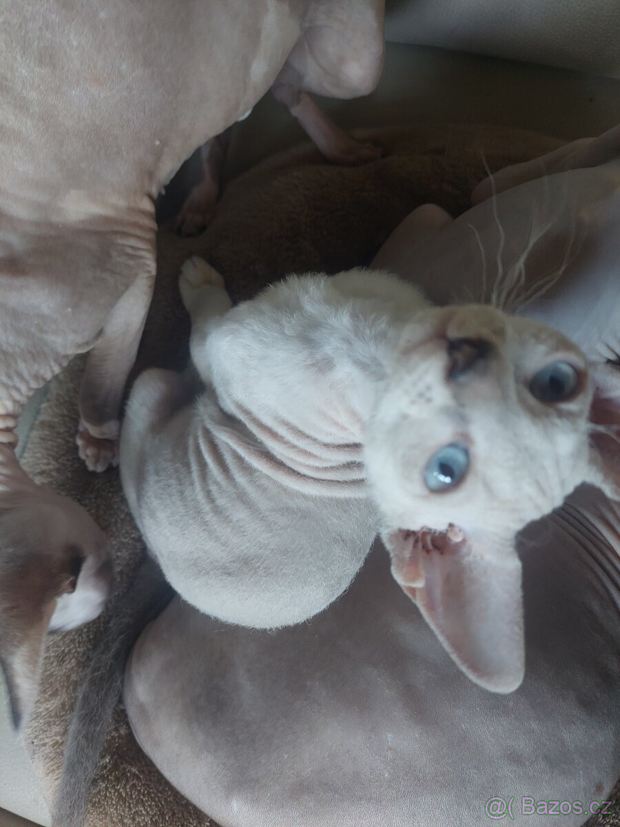 Sphynx koťátka