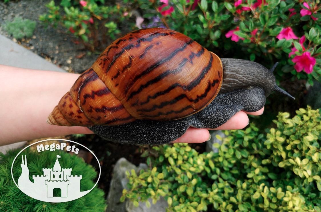 Africký šnek Achatina achatina achatina standard GiantSnails