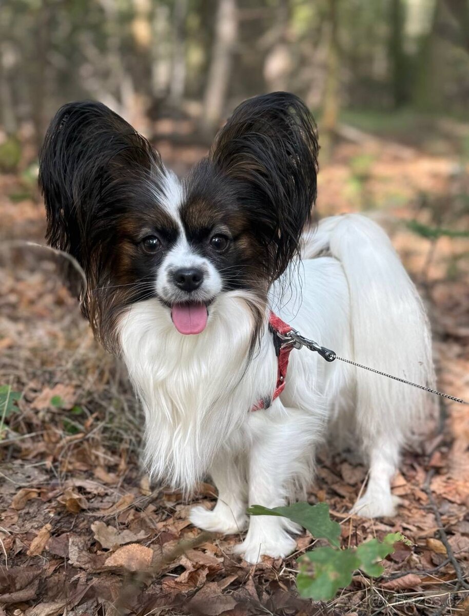 Krytí feny Papillon - Malý kontinentální španěl