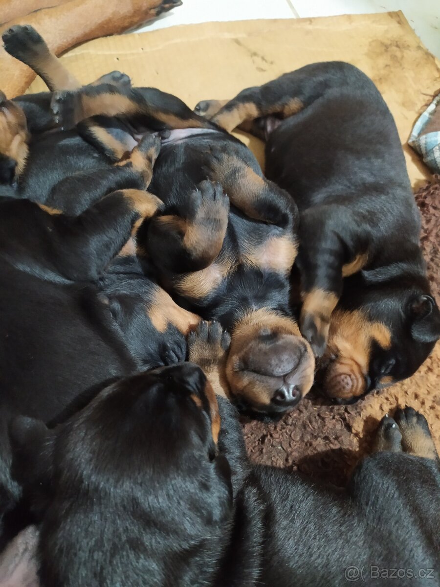 Dobrman štěňátka
