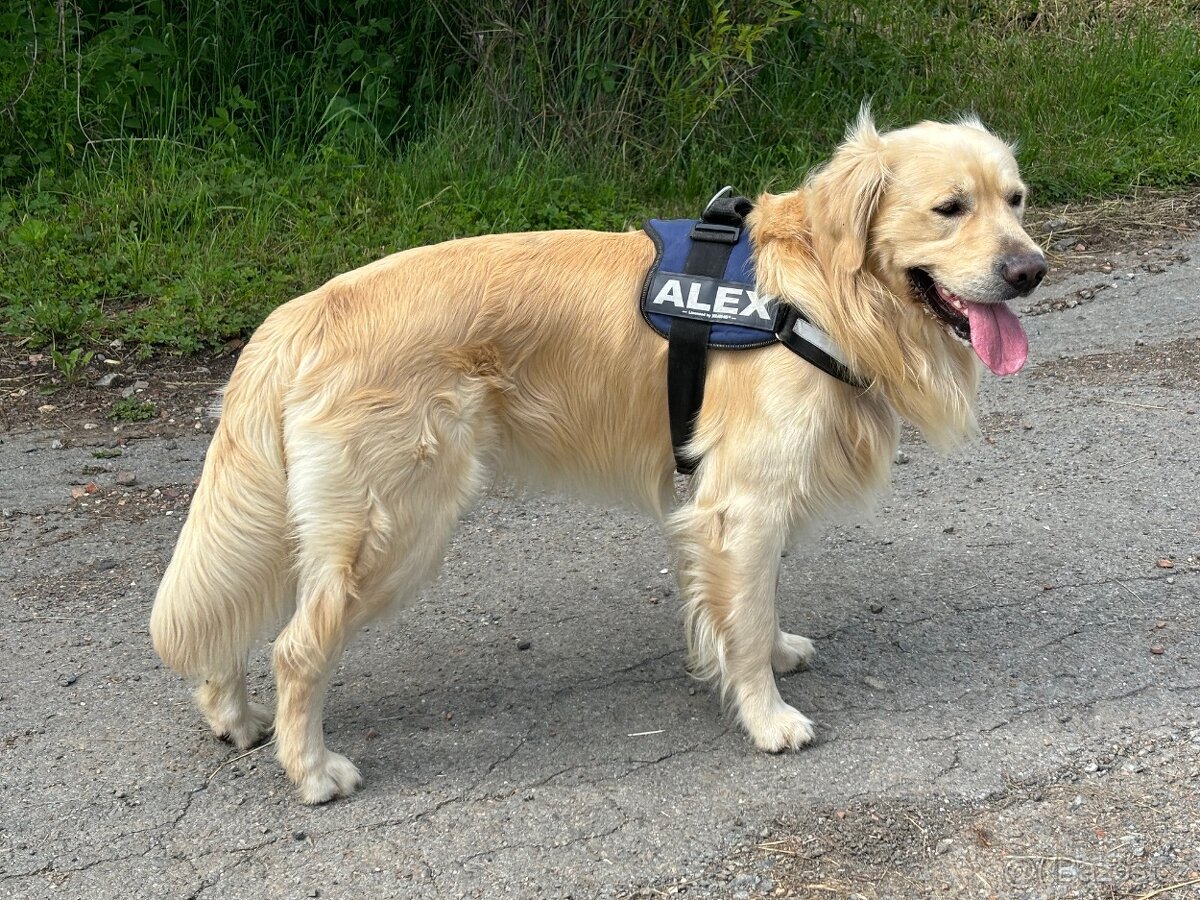 Fešák Alex hledá nevěstu