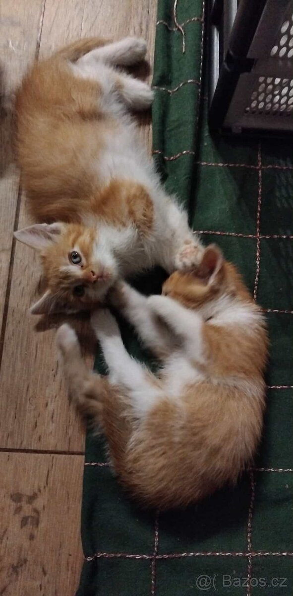 Daruji do dobrých rukou