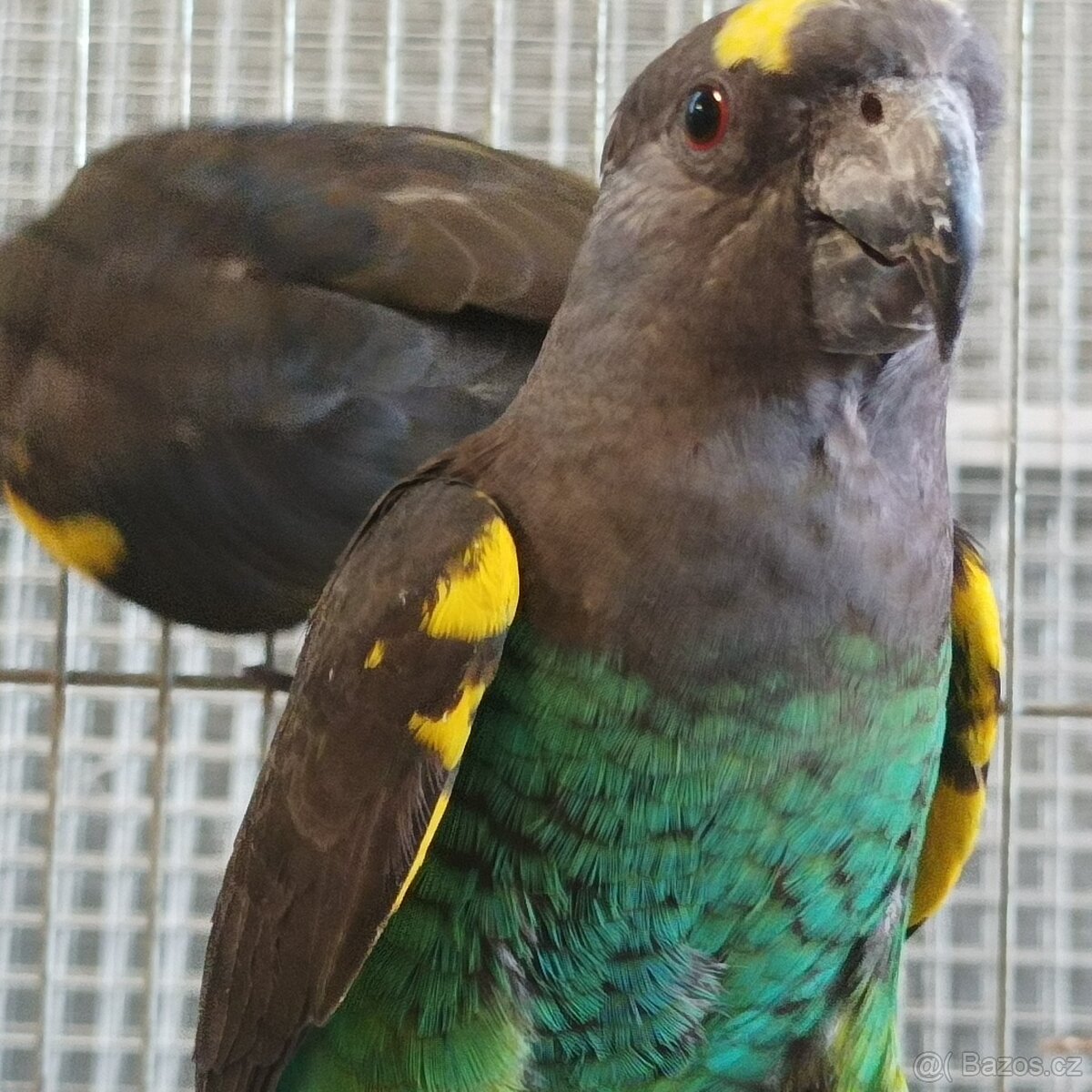Chovné páry papoušků