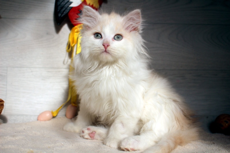 Sibiřská kočka - kocourek s PP