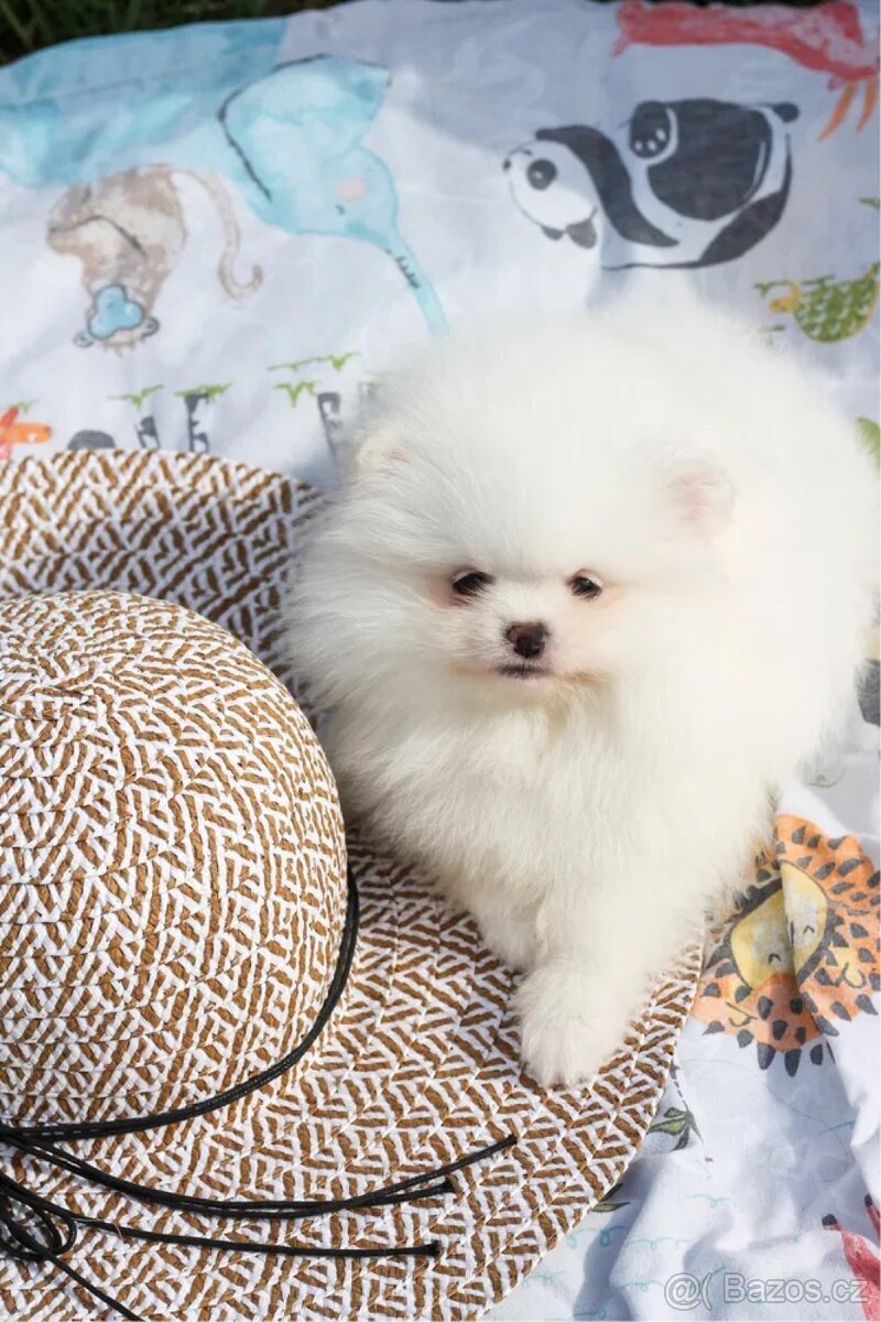 Pomeranian mini