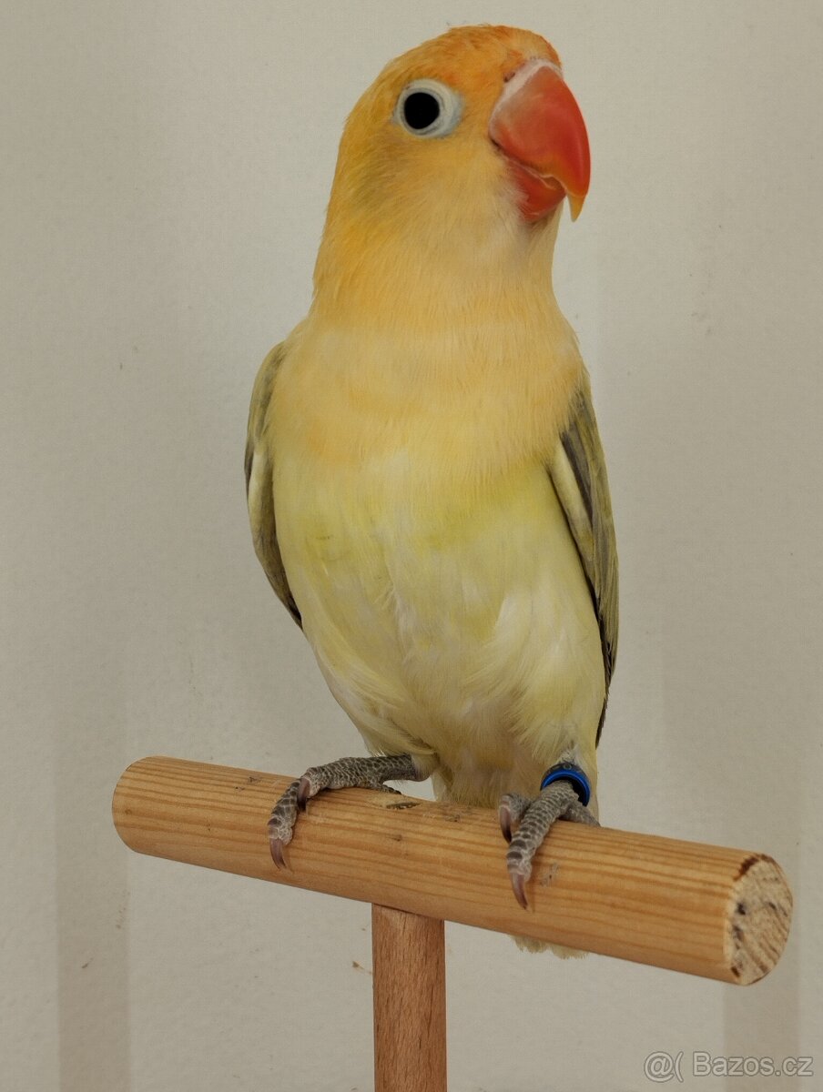 agapornis fischeri s /DNA/ Jižní čechy