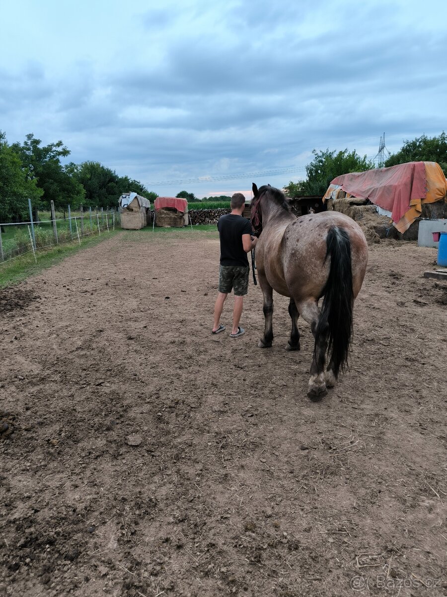 Chladnokrevný valach