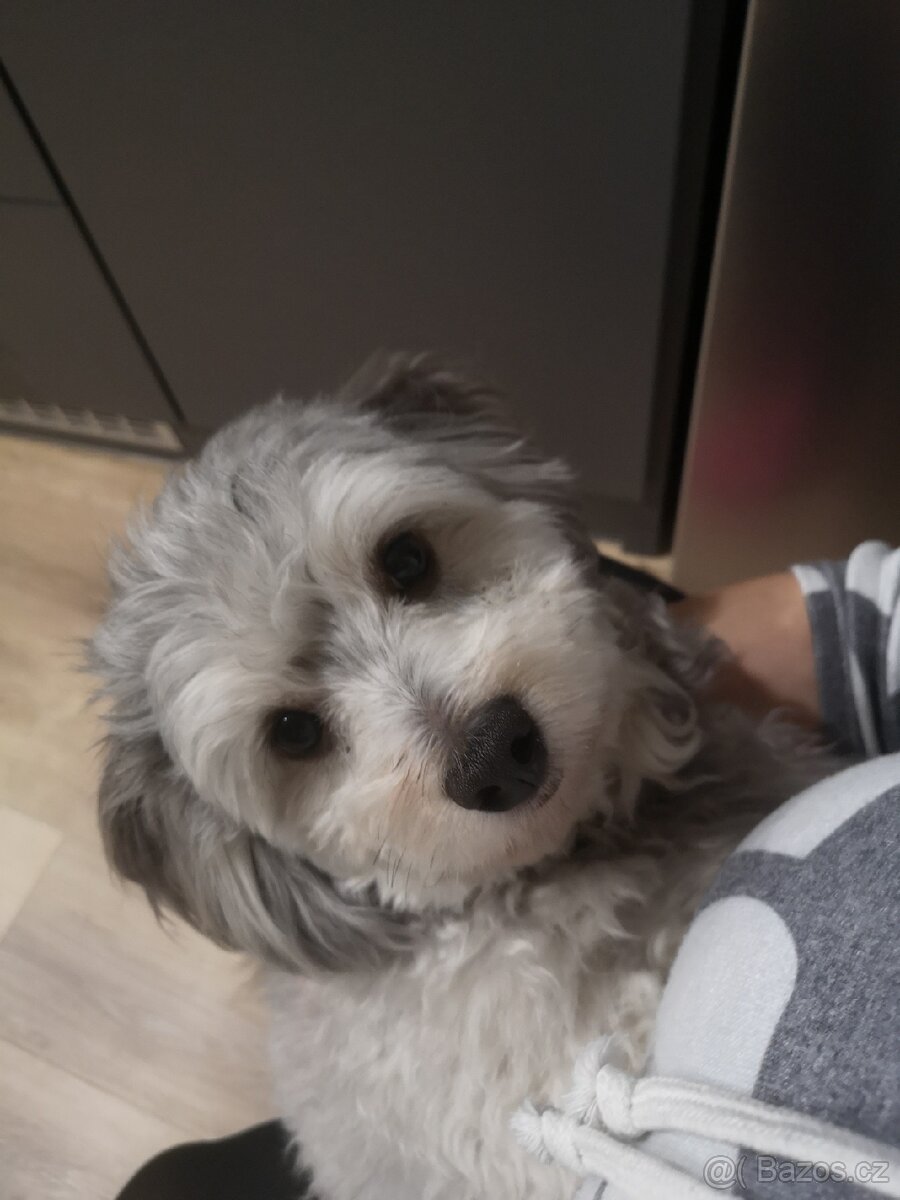 Havansky psík ke krytí