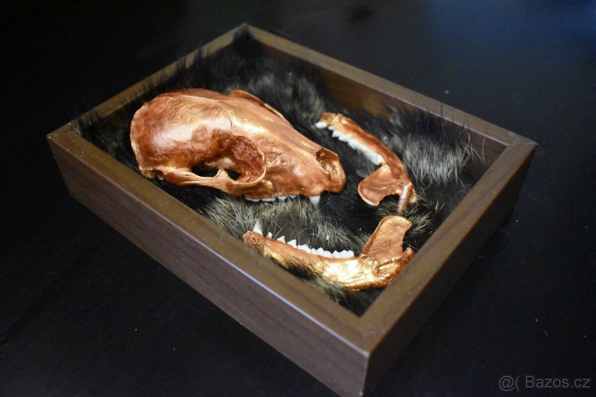 Rámeček s vloženou lebkou