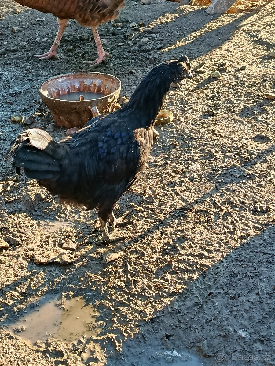Čistokrevní kohouti (levně)