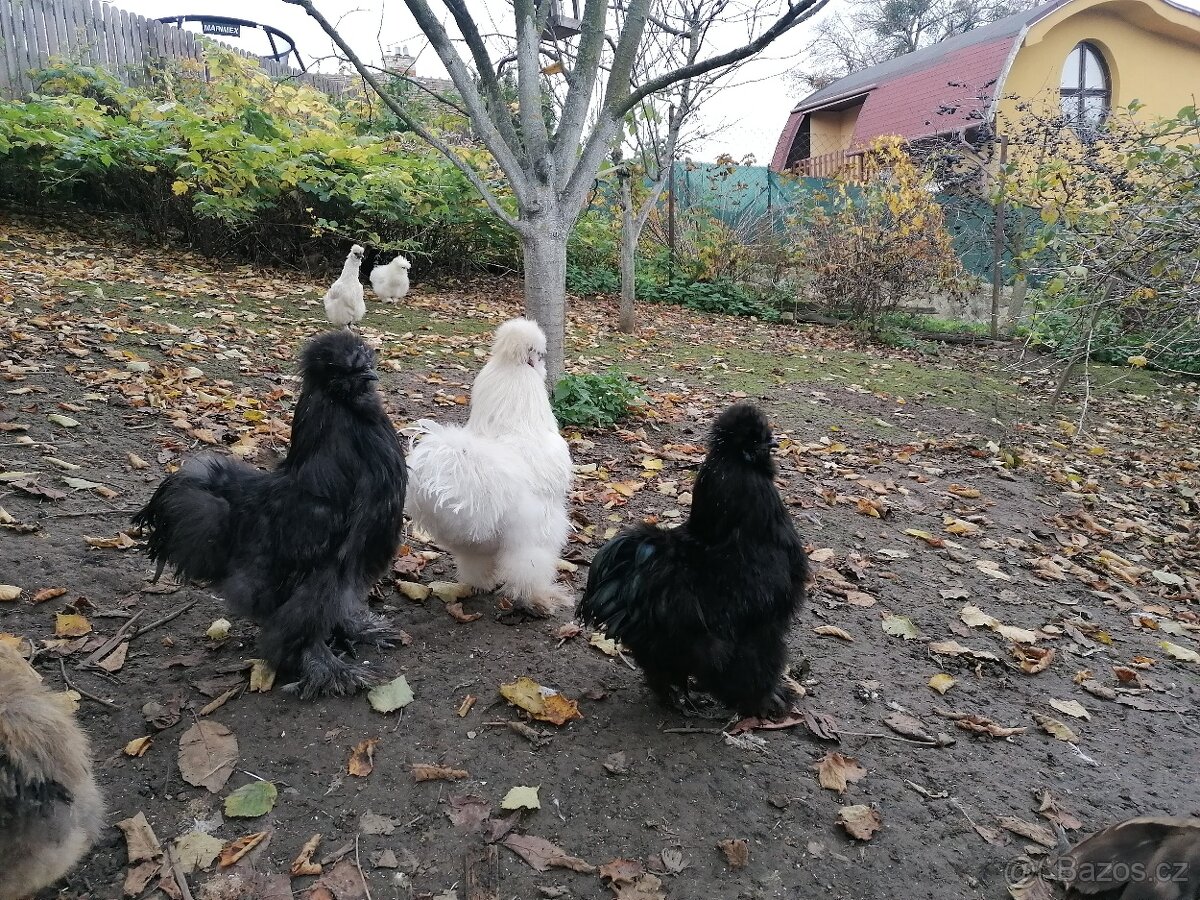 Kohoutci holanďanek, hedvábniček, kočinek