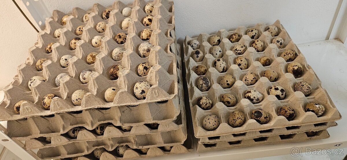 Násadová vejce křepelek