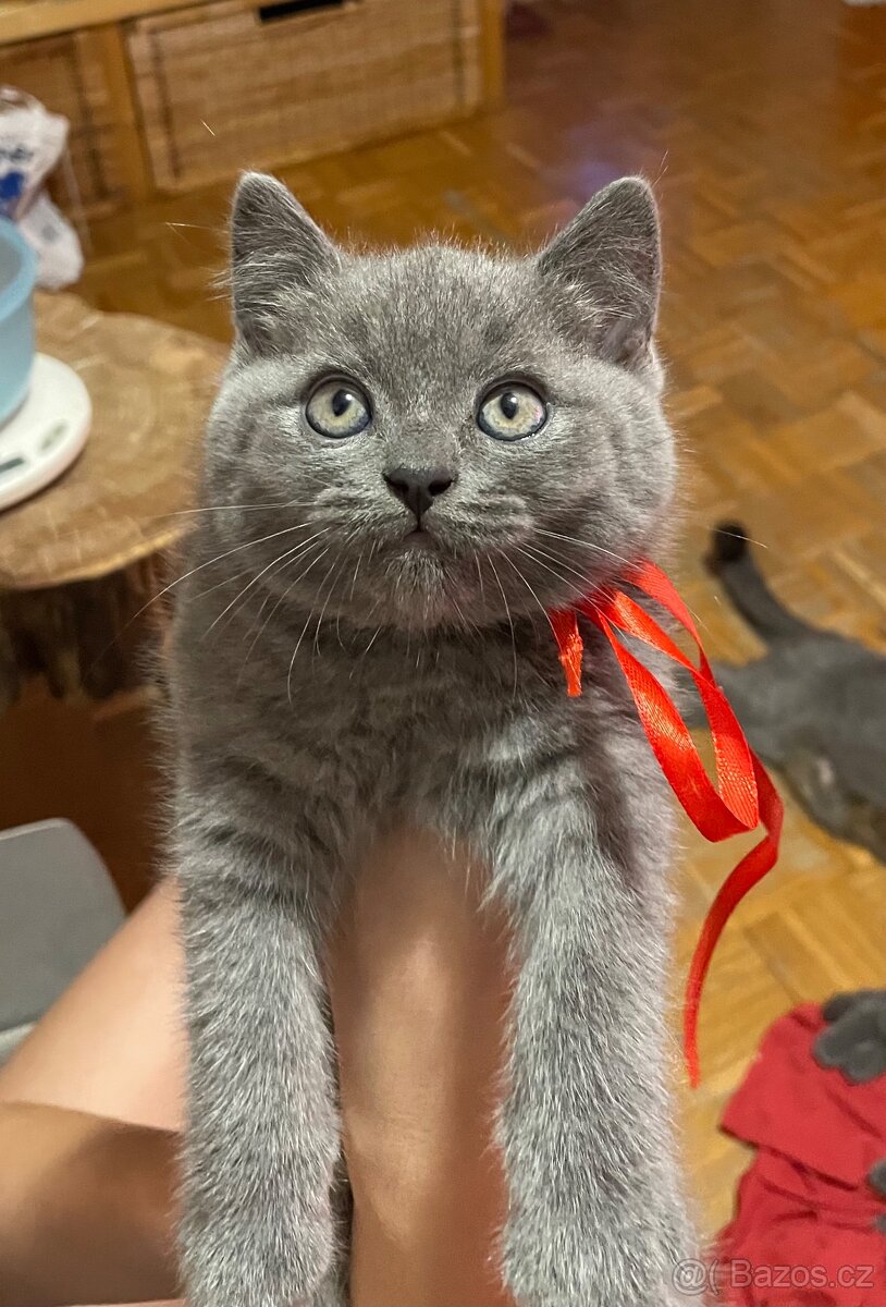 Britská koťátka - holčička