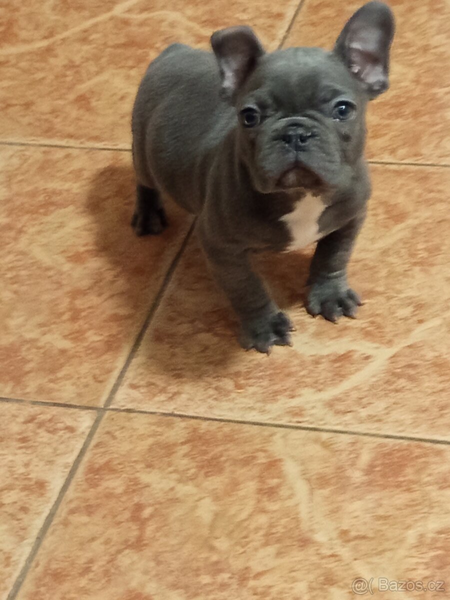 Francouzský buldoček
