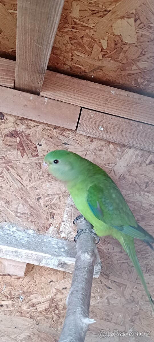 Papoušek Nádherný