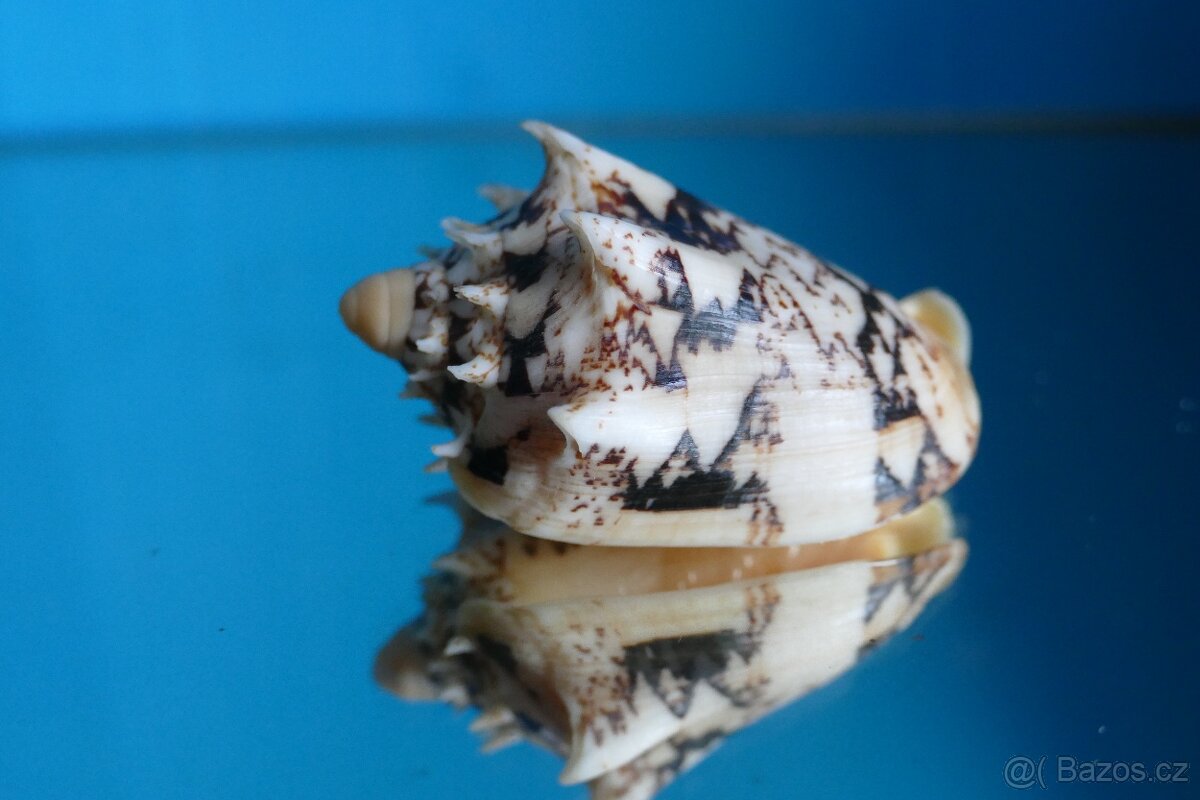 Cymbiola chrysostoma