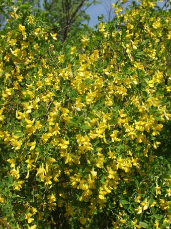 Čimišník medonosný kvetoucí živý plot