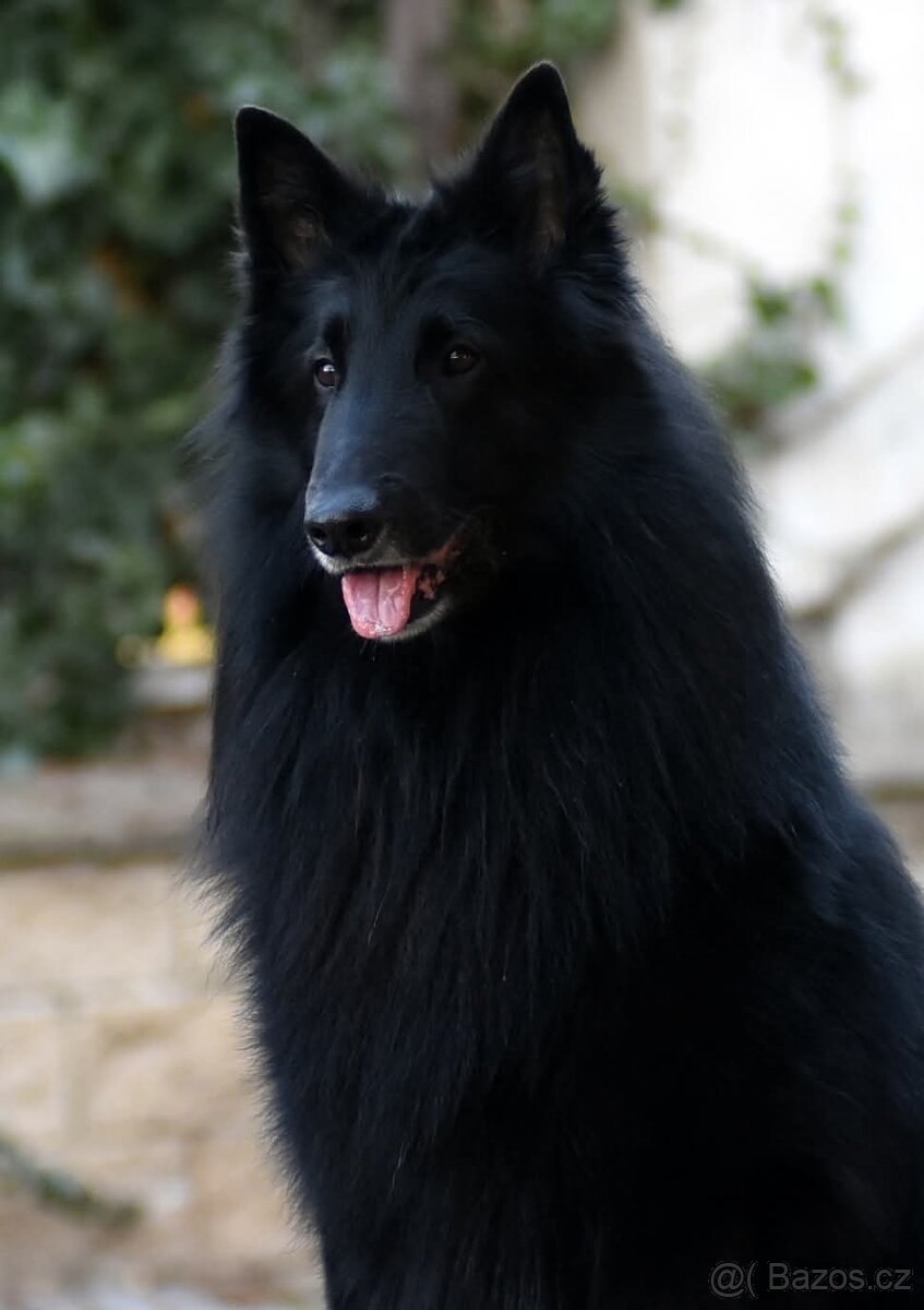Belgický ovčák - Groenendael