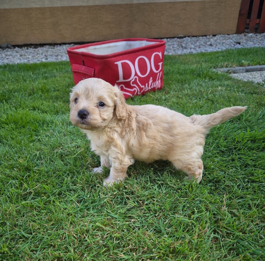 Maltipoo