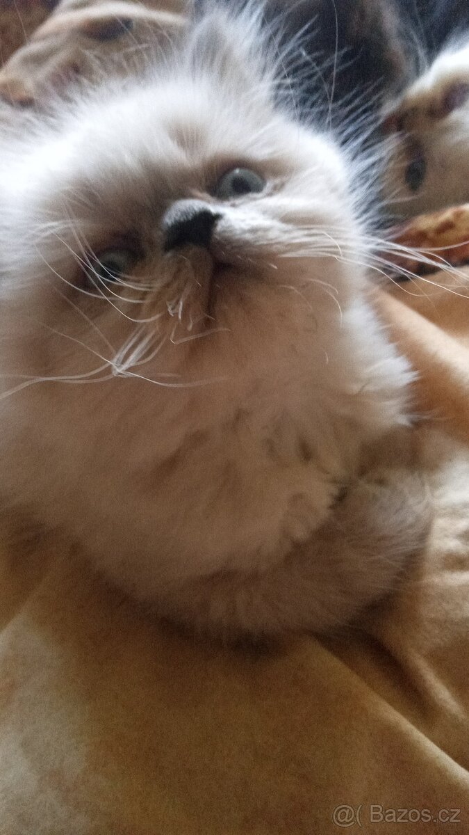 Perská koťata POSLEDNÍ HIMALÁJSKÝ kocourek......MODRÉ OČI