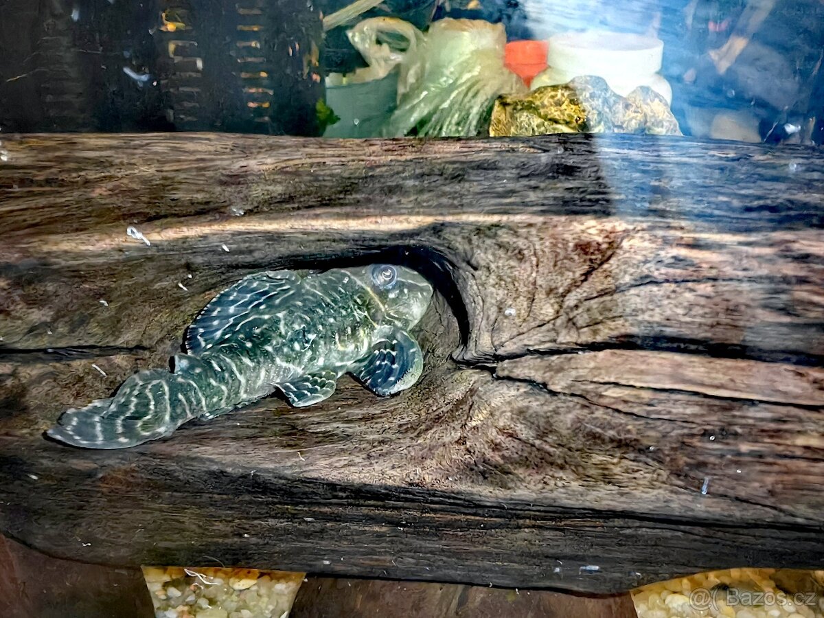 Hypancistrus  L340, platí do smazání