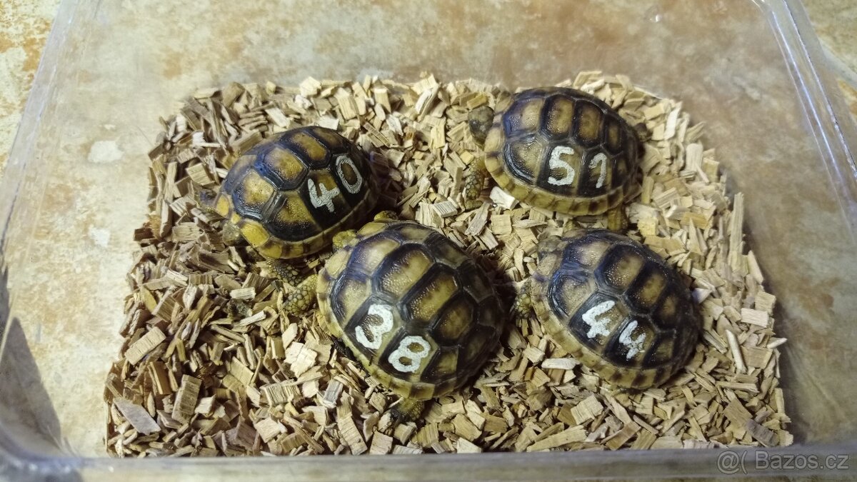 Želva vroubená - Testudo marginata