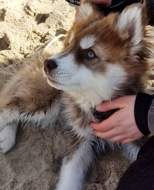 Rozkošné štěně huskyho hledá nový domov