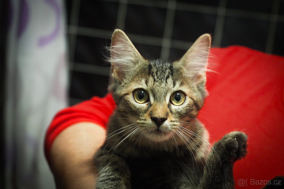Nabízím kocourka mourovatého