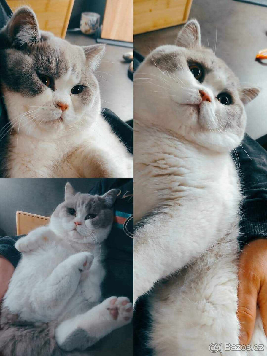 Krytí britsky kocour s PP