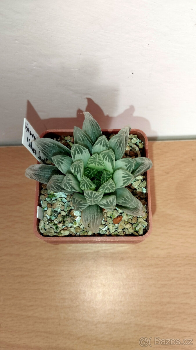 Haworthia pilifera 'Silver Swirl'