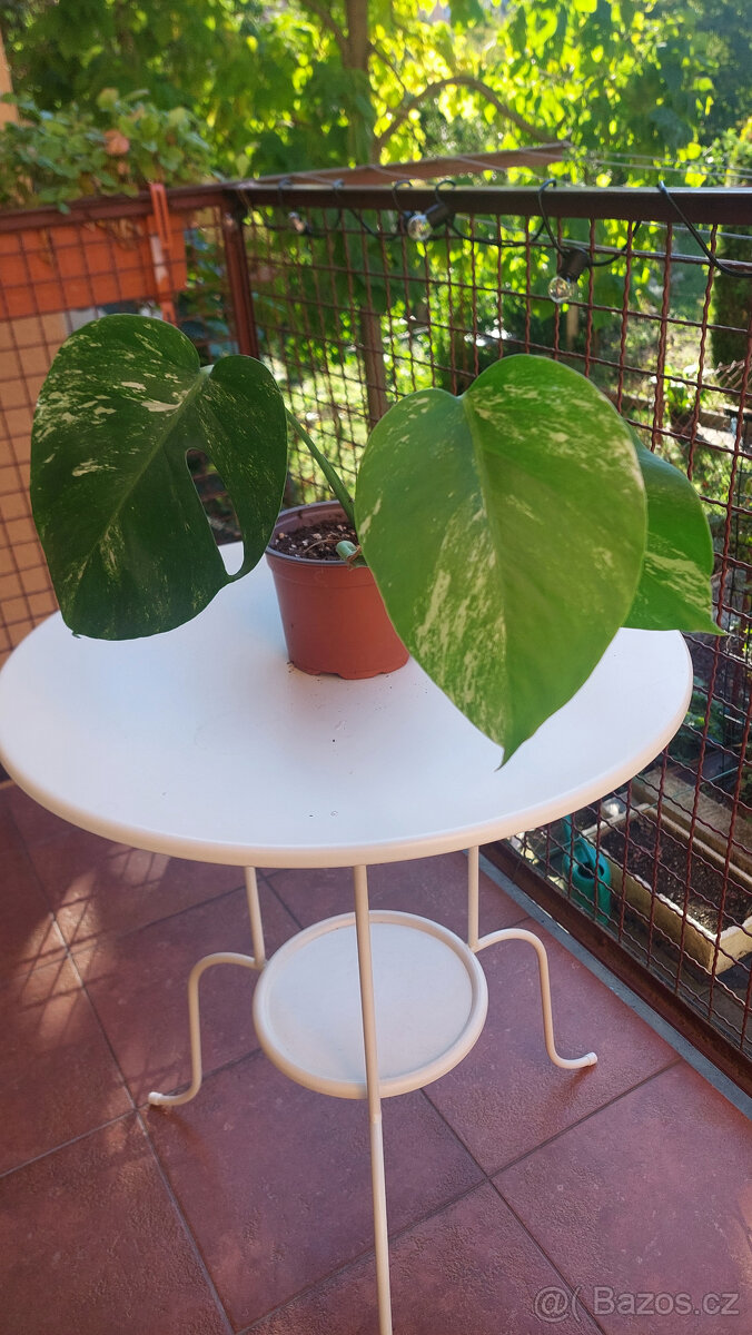 Monstera albo - č. 2