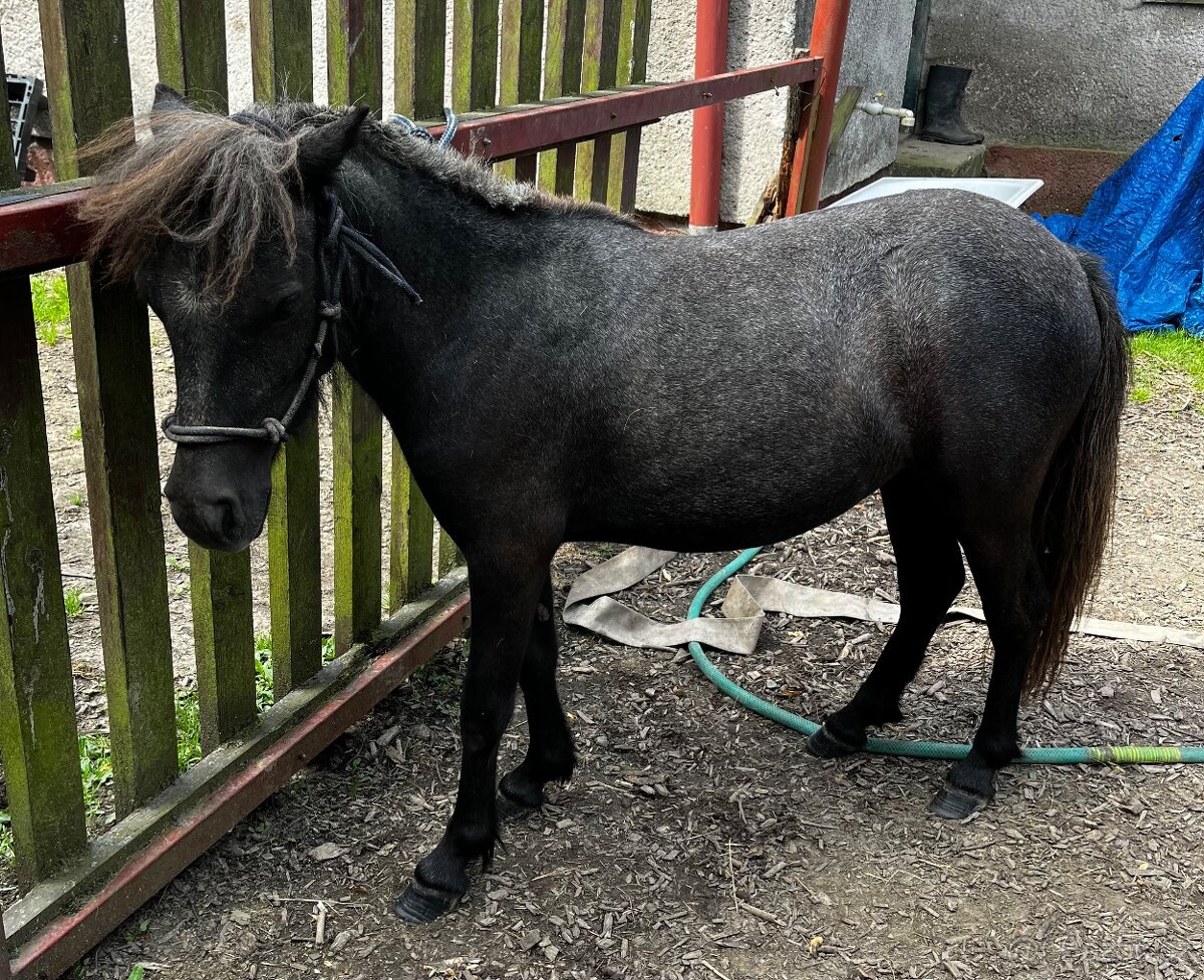 Shetland pony