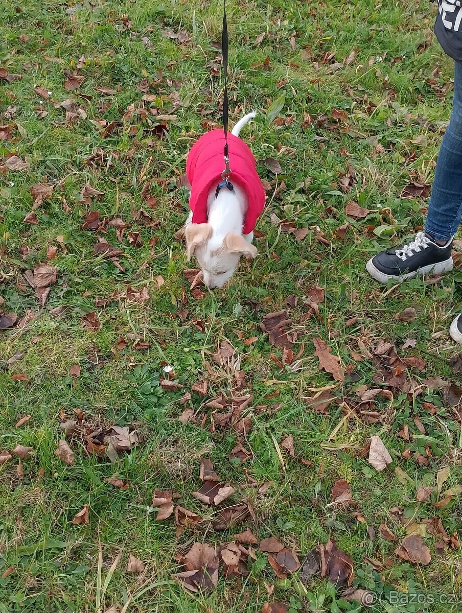 Jezevčík dlouhosrstý štěně