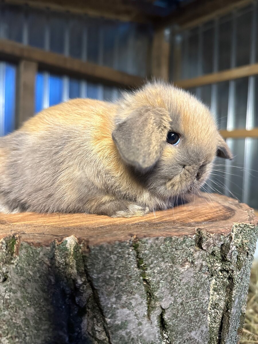 Minilop - zakrslý beránek