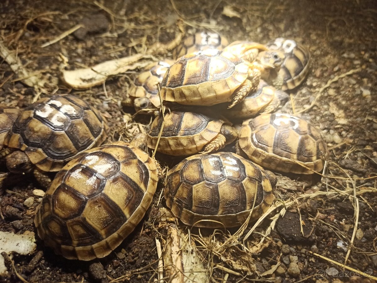 želva vroubená, zelenavá, žlutohnědá