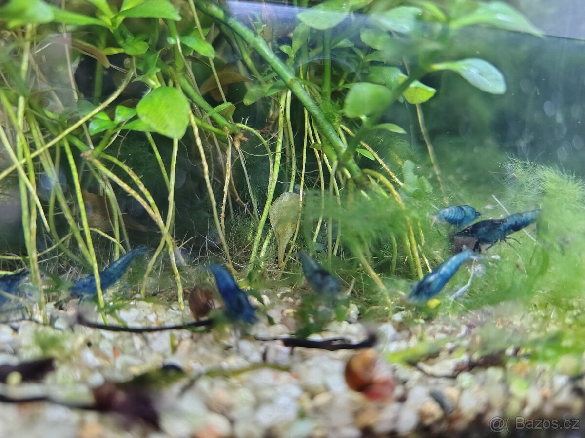 Modrá kreveta neocaridina krevetka