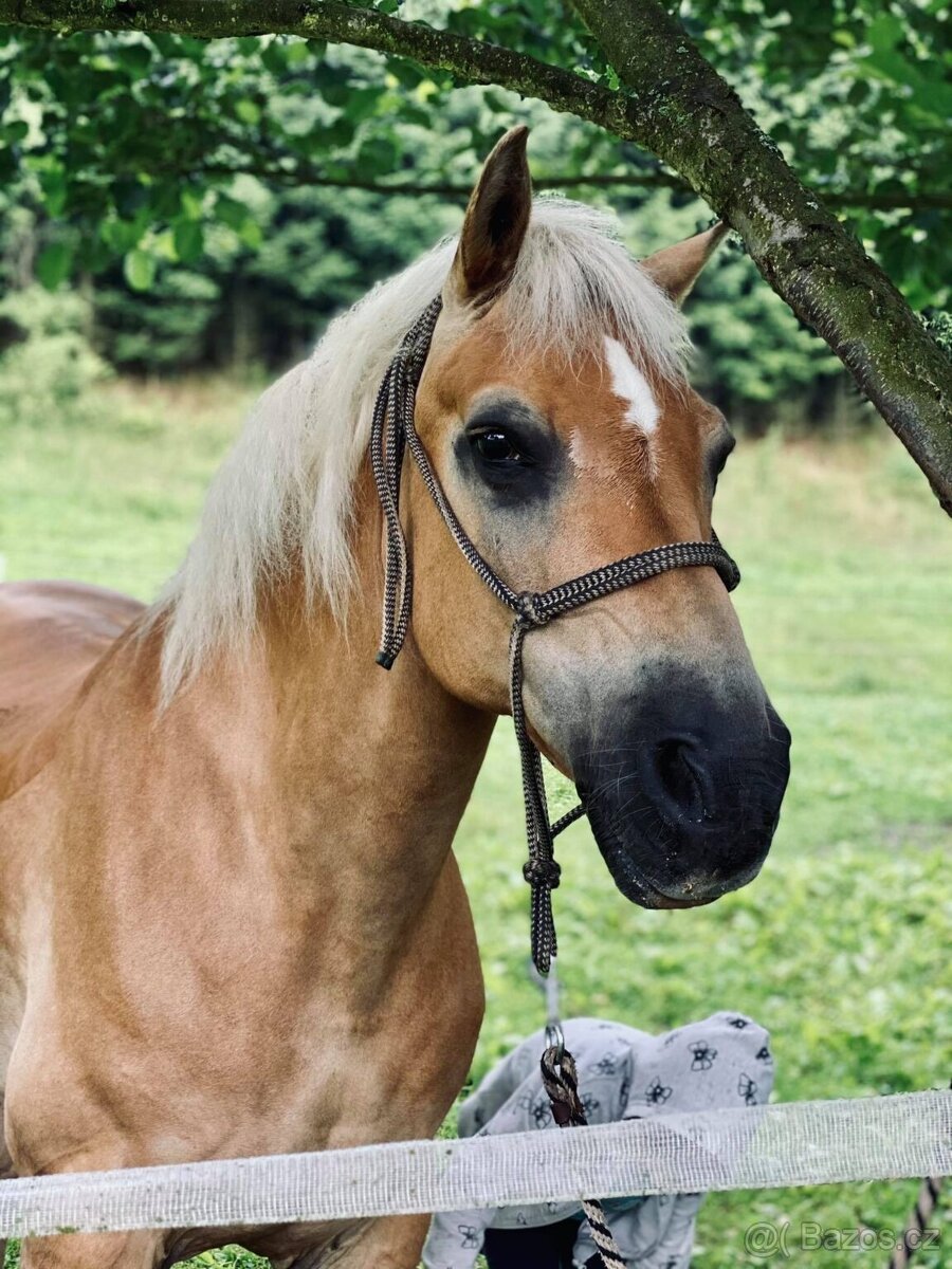 Částečný pronájem bezpečného dětského poníka