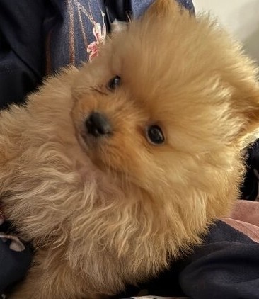 Pomeranian mini Boo