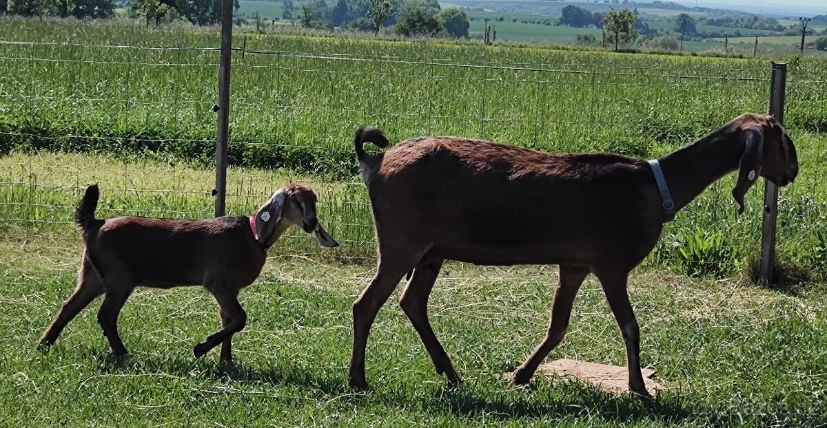 AN koza s kozičkou s POP