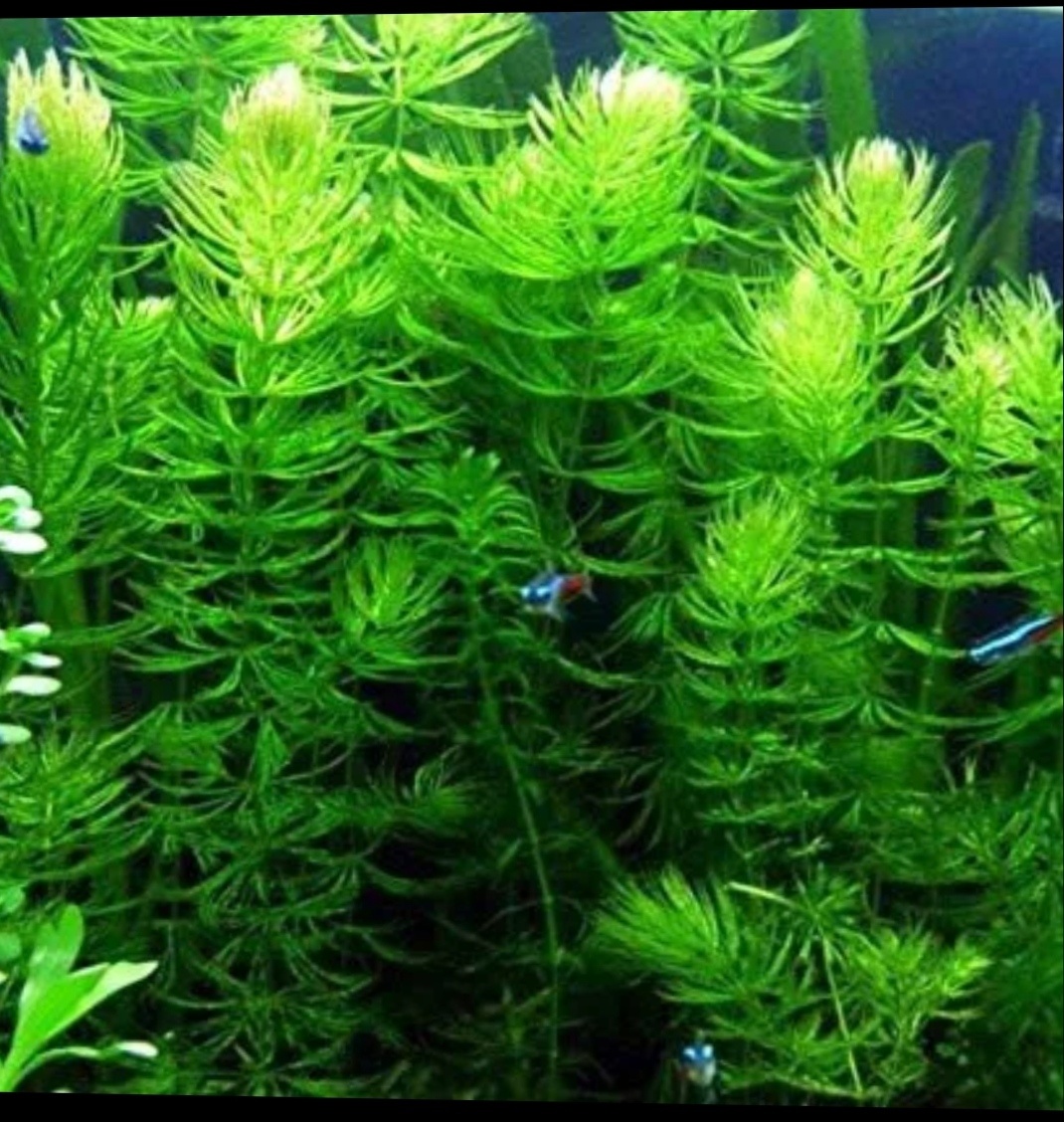 Akvarijní rostlina Ceratophyllum Demersum