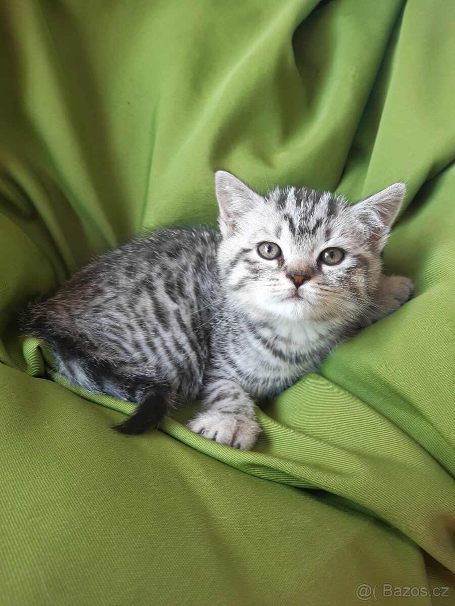 Britská koťata whiskas