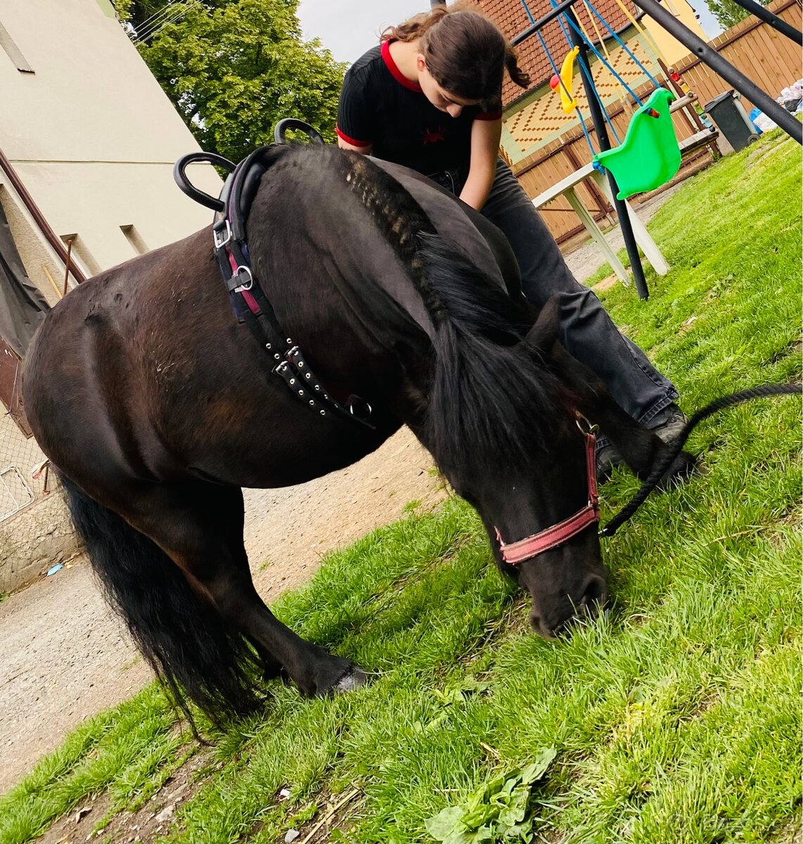 Shetland pony