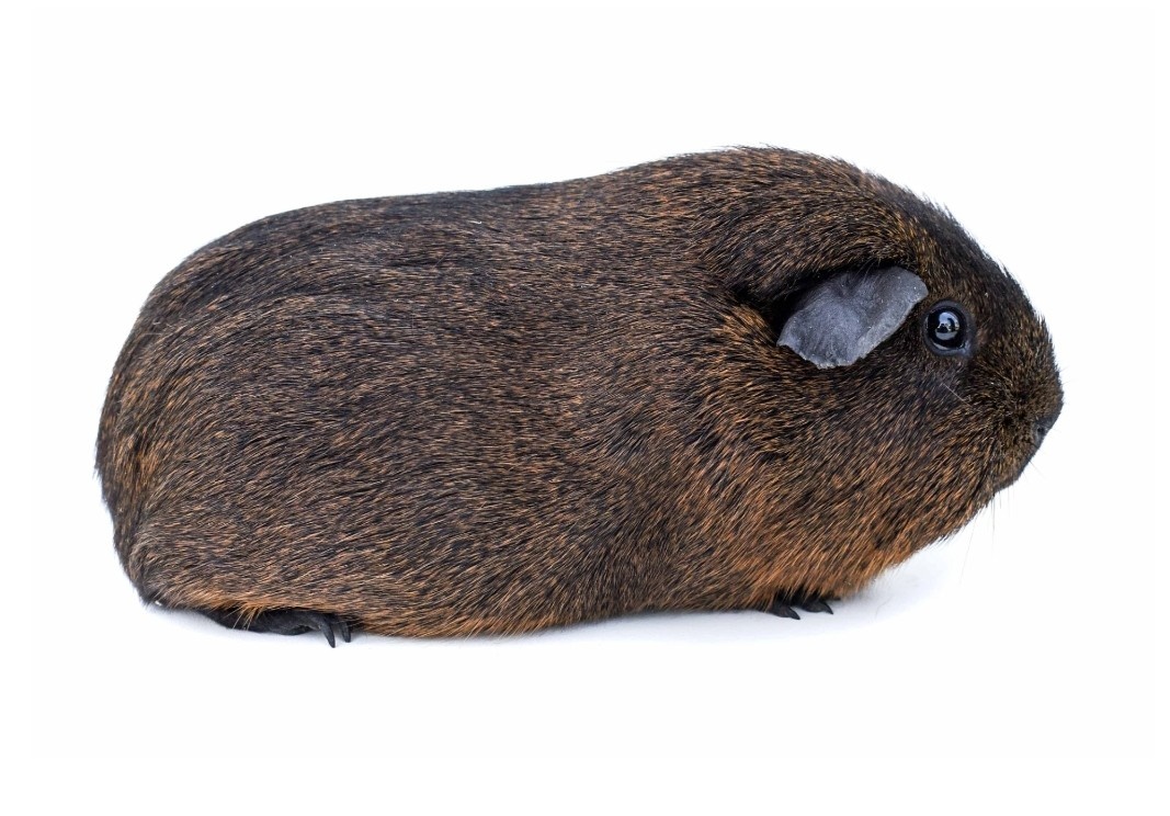 Morče dospělá samička