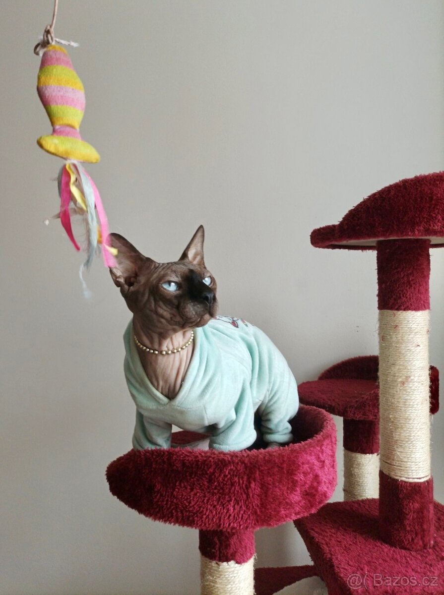 Kanadský sphynx
