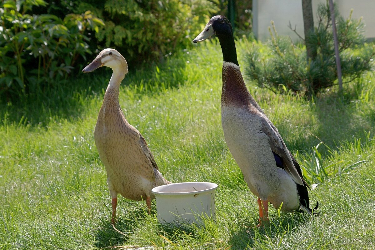 Kačení vejce