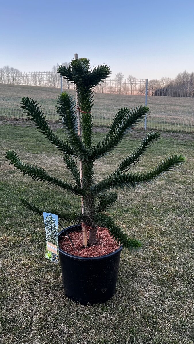 Araucaria araucana - Blahočet čilský