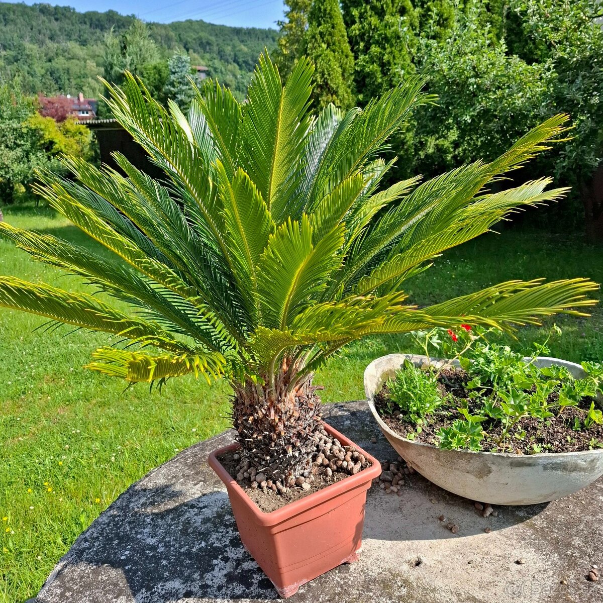 Cykas