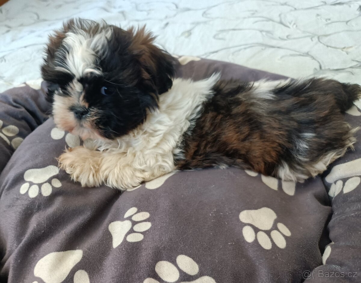 Shih - tzu - štěňátka bez pp